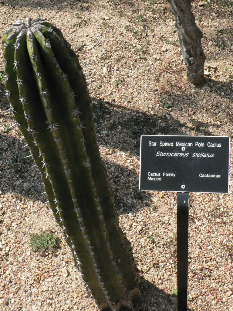 Fort Worth Botanical Gardens Cacti Garden - CactiGuide.com